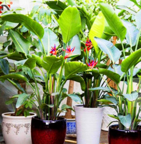 ปักษาสวรรค์แคระ (Bird of Paradise) คละ / 100 เม็ด