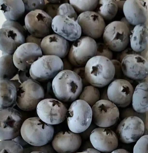 ต้น บลูเบอรี่ Blueberry สายพันธุ์ L11 ต้นเพาะเนื้อเยื่อ อายุต้น 3 ปี+ สูง 30-60 ซ.ม.