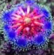 หยาดน้ำค้าง สีน้ำเงิน (Blue Sundew) / 100 เม็ด