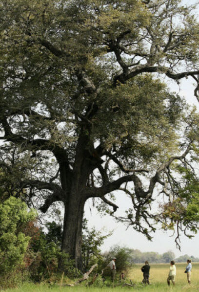 แบล็ควูด หรือ อัฟริกันแบล็ควูด (African Blackwood) / 5 เม็ด (Portugal)*