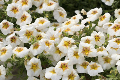 คาลิบราโคว์ - ซูเปอร์ เบลล์ (Calibrachoa - Super Bells) ดอกใหญ่ / 100 เม็ด