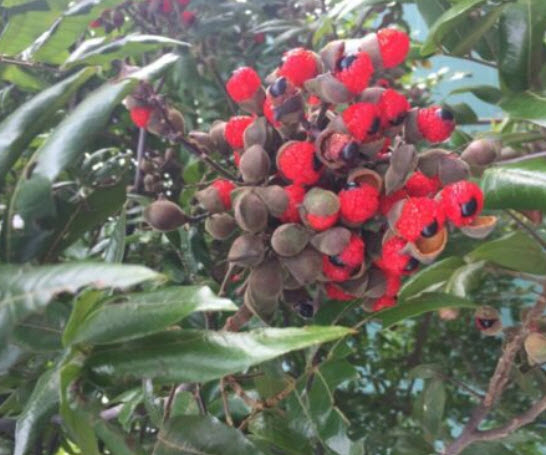 โอ๊คนิวซีแลนด์ (Oak New Zealand / Titoki) / 5 เม็ด (NZ)