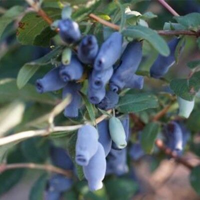 ฮันนี่เบอรี่ หรือแฮสแคป (Honeyberry / Haskap) / 100 เม็ด