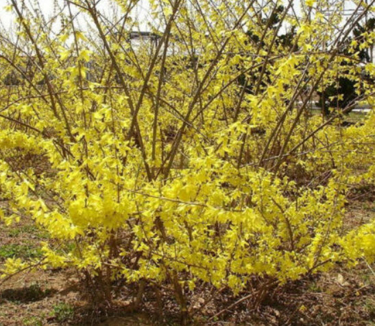 ต้นเหลี่ยงเคี้ยว / ฟอซีเธีย (Weeping Forsythia) กระถาง 10 นิ้ว สูง 80-100 ซ.ม. (China)