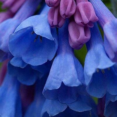 บลูเบลล์ (Bluebell) / 20 เม็ด (Malaysia)