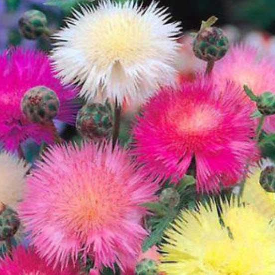 ประไหมสุหรี (Centaurea moshata imperials) / 150 เม็ด