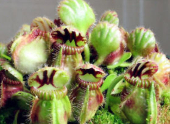 กระเป๋าจิงโจ้ (Cephalotus Giant Clip) คละ / 100 เม็ด