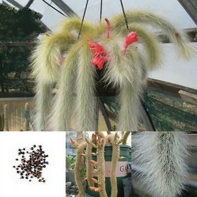 แคคตัสหางลิง (Monkey Tail Cactus) / 50 เม็ด