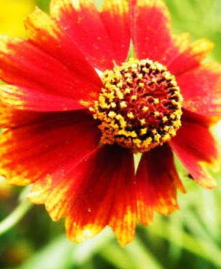 ดอกไม้ไหว (Plain Coreopsis) สีแดง / ซอง 30 เม็ด (A227)