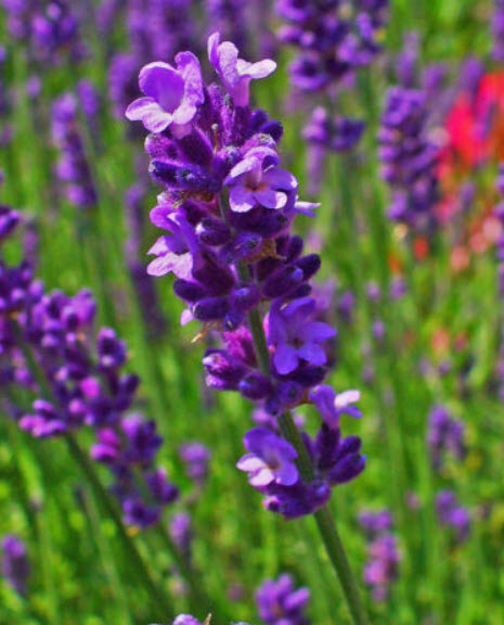 ลาเวนเดอร์อังกฤษ (English Lavender) / 50 เม็ด (Australia)