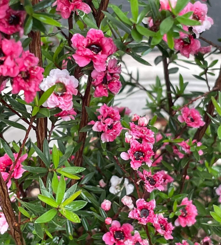 ต้นมานูก้า ดอกซ้อนสีแดง สูง 30-50 ซ.ม. สวยมากๆ