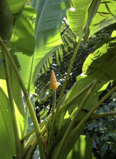 กล้วยปลีทอง (Musa aurantiaca) / 5 เม็ด (UK)