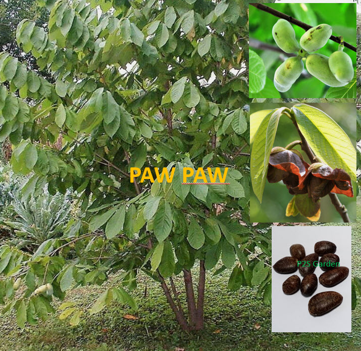 พอว์พอว์ (Paw Paw / Asimina tribola) / 5 เม็ด (P2S)