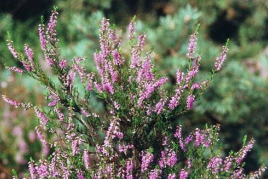 สนคัลลูน่า หรือเฮเธอร์ (Calluna vulgaris / Heather) สีม่วง / 800 เม็ด (Spain)