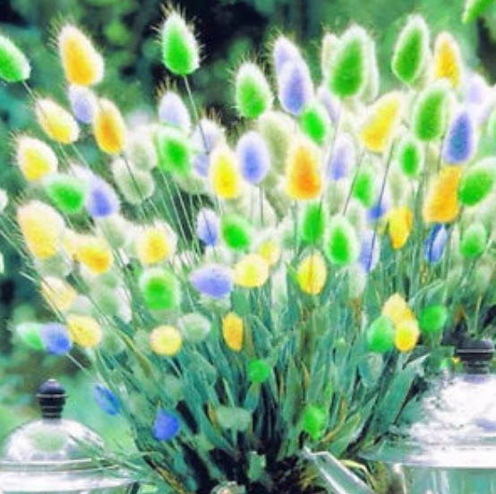 หญ้าหางกระต่าย (Rabbit Tail grass) คละ / 200 เม็ด (นอก)