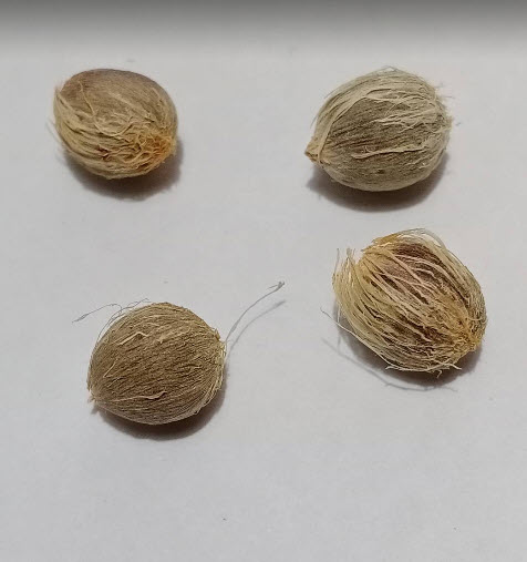 ปาล์มเมดิเตอเรเนียน (Mediterranean Palm) / 2 เม็ด (Italy)