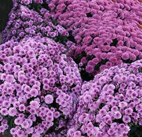 เบญจมาศ คลุมดิน (Ground-cover Chrysanthemum) สีม่วง / 100 เม็ด