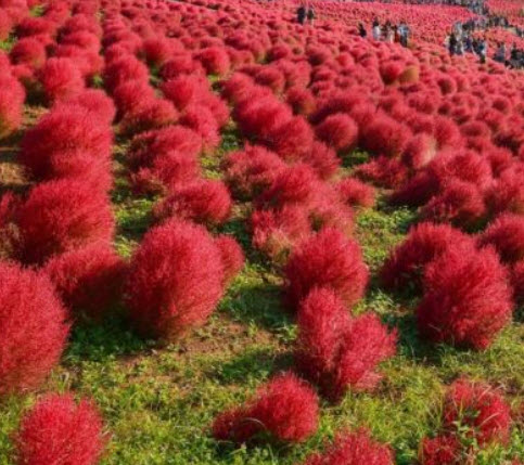 หญ้ากอเชีย (Kochia scoparia - Burning Bush) / 500 เม็ด (France)*