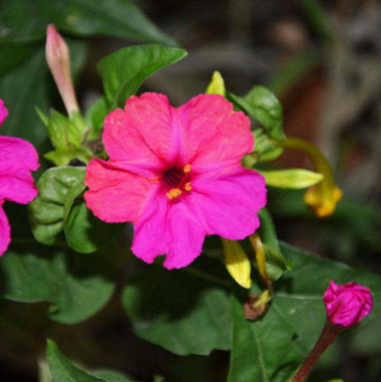 บานเย็น สีม่วง-บานเย็น / ซอง 20 เม็ด (A105)