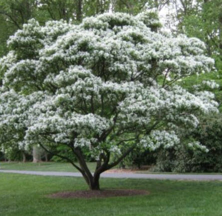 หงส์ฟู่ (Chinese Fringe Tree) สีขาว / 5 เม็ด (Australia)