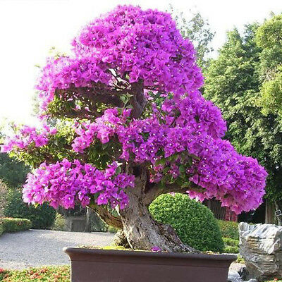 เฟื่องฟ้า (Bougenvillea) คละ / 200 เม็ด (China)