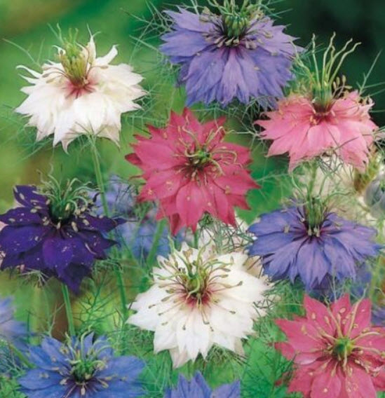 รักในสายหมอก (Love In A Mist - Allsorts) / 380 เม็ด (UK)