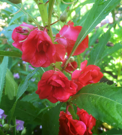 เทียนกุหลาบ เทียนซ้อน เทียนฝรั่ง ดอกซ้อน คละ / 40 เม็ด