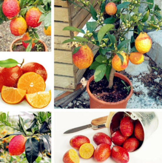 เลม่อนแดง (Red Lemon / Blood Orange) / 10 เม็ด (Vietnam)