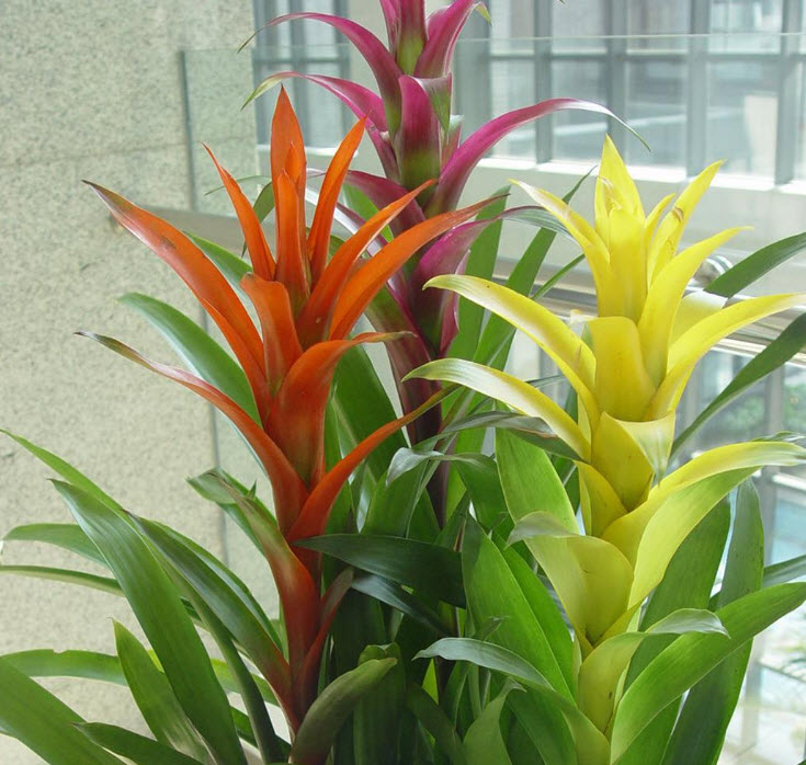 สับปะรดสี (Bromeliad) คละ / 20 เม็ด (นอก)