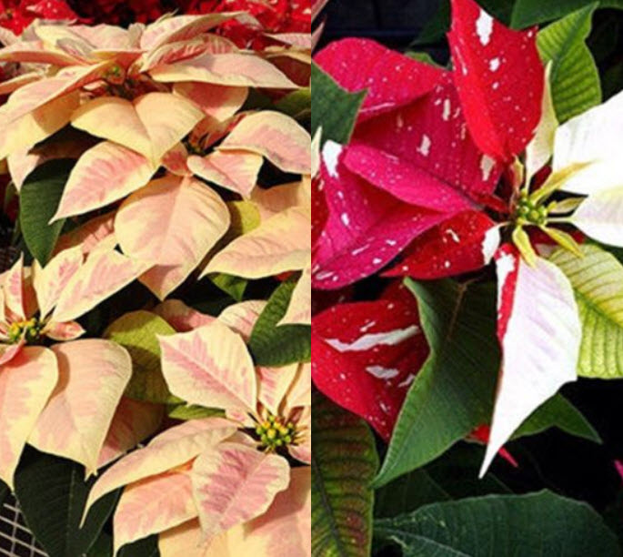 คริสต์มาส (Poinsettia / Euphorbia Pulcherrima) คละ / 50 เม็ด