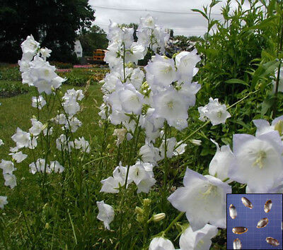บอลลูน - แอสตร้า ไว้ท์ (Balloon - Astra white) / 25 เม็ด (Hungary)