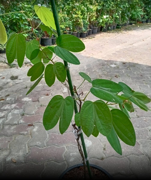 ต้นสร้อยสยาม ชงโคสยาม เสี้ยนแดง กระถาง 10 นิ้ว ไม้เลื้อย