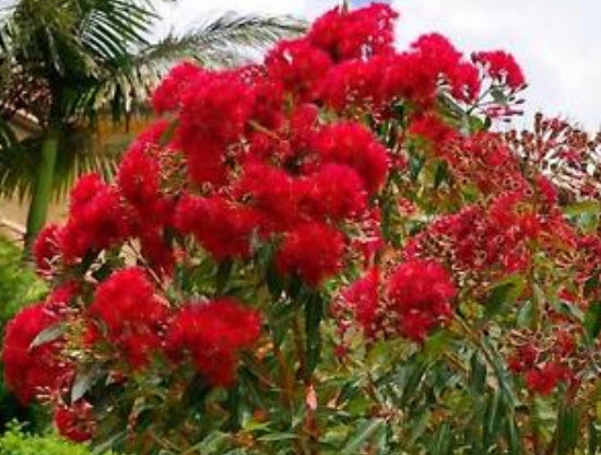 ยูคาลิปตัสแดง (Red Eucalyptus) / 25 เม็ด (Portugal)