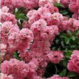 ซากูระ (Cherry Blossom - Sakura) สีชมพูเข้ม / 10 เม็ด