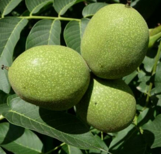 วอลนัท (Walnut) / 2 เม็ด