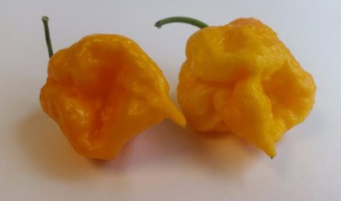 พริก 7 Pot Primo เหลือง / 10 เม็ด (USA)