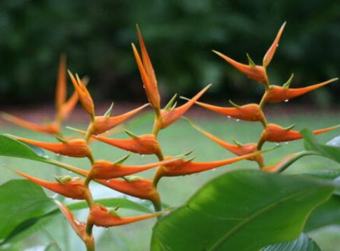 เฮลิโคเนีย (Heliconia latispatha - Orange Gyro) / 5 เม็ด (UK)