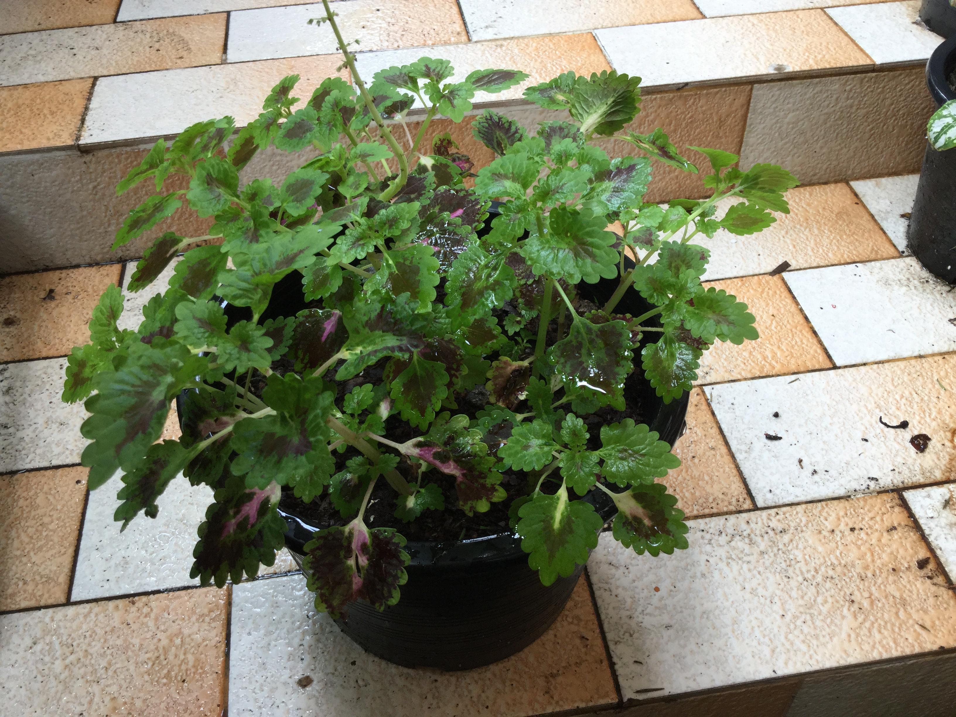 ต้นฤาษีผสมเลื้อย (coleus) ใบเขียวขอบแดง / กระถาง