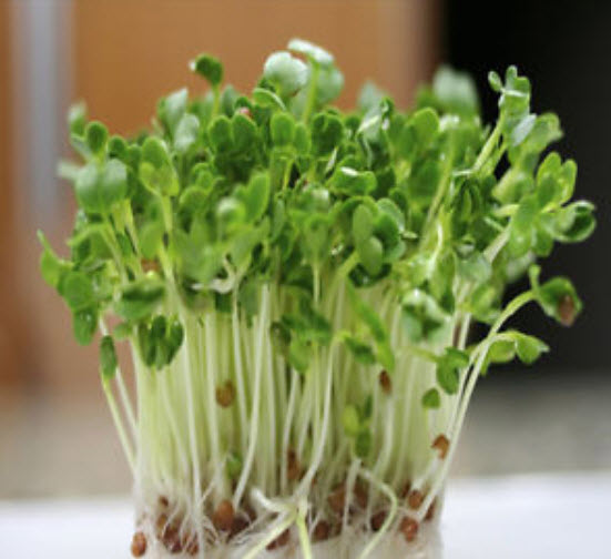 ไควาเระ (Kaiware) / 100 เม็ด (นอก)