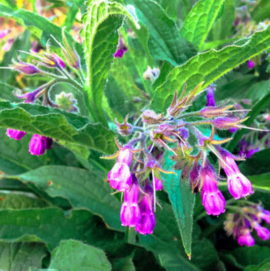 คอมเฟรย์ (Comfrey Lithospermi) / 100 เม็ด