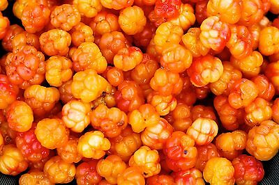 คลาวด์เบอรี่ (Cloudberry) / 10 เม็ด (นอก)