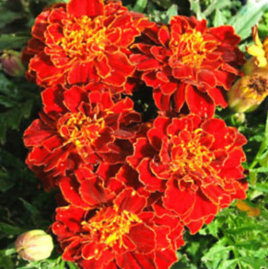 ดาวเรืองฝรั่งเศส สีแดง / 30 เม็ด