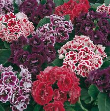 กล็อกซีเนีย (Gloxinia - Brocade) ซ้อน คละ / 25 เม็ด (UK)