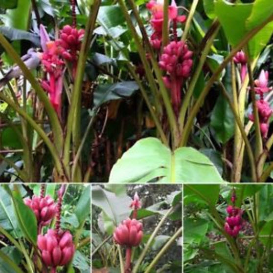 กล้วยรุ่งอรุณ / กล้วยดอกบัวอัสสัม (Musa Velutina) / 5 เม็ด (Italy)