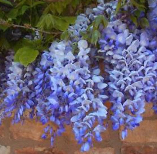 วิสทีเรีย (Wisteria) สีม่วง / 20 เม็ด (China)