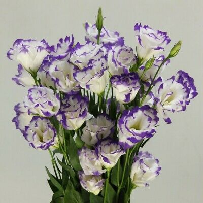 ไลซิแอนธัส (Lisianthus) คละ / 400 เม็ด (Russia)