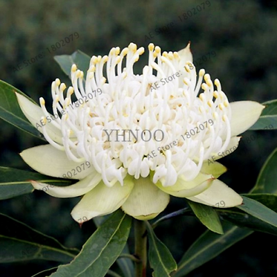 วาราท่าห์ (Waratah) คละสี / 100 เม็ด