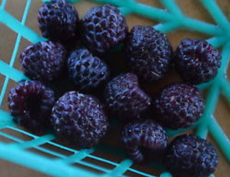 ราสเบอรี่ (Raspberry) สีน้ำเงิน / 100 เม็ด