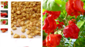 พริกปีศาจโคตรเผ็ด Bhut Jolokia / 100 เม็ด (นอก)