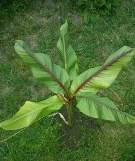 กล้วยหก หรือกล้วยยูนนาน (Musa itinerans) / 5 เม็ด (UK)